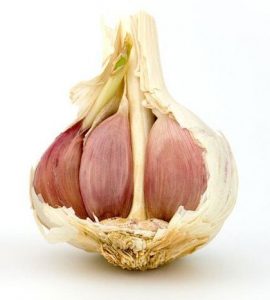 Stroki česna